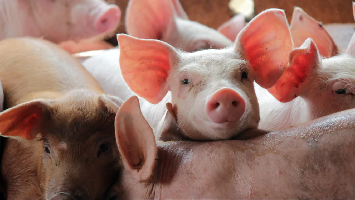 Nébih: Megjelent Magyarország új, afrikaisertéspestis-mentesítési terve