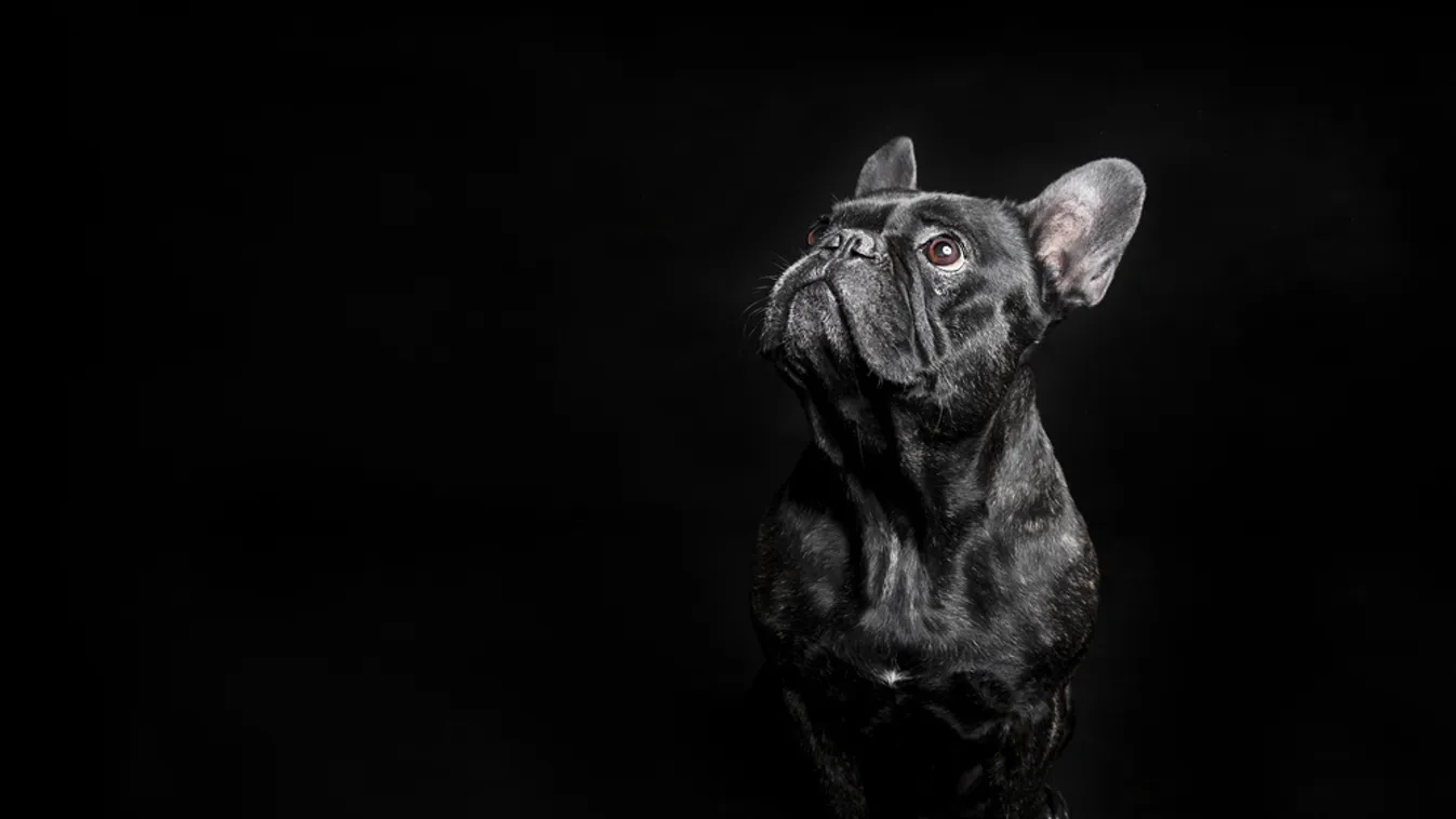 Okmány nélküli kutyakölyköket talált a NAV egy román furgonban