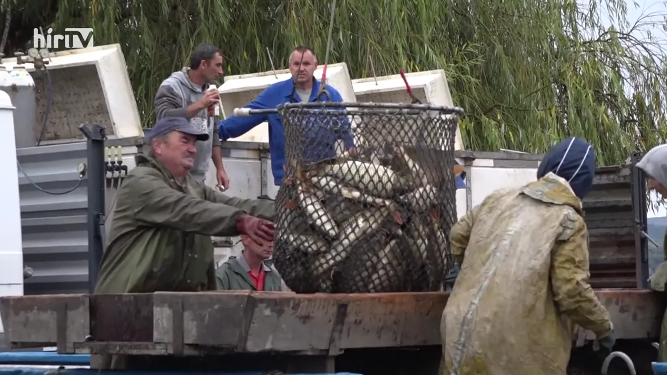 Soroló: Jó hír a fogyasztóknak, a hal árának növekedése nem kiemelkedő