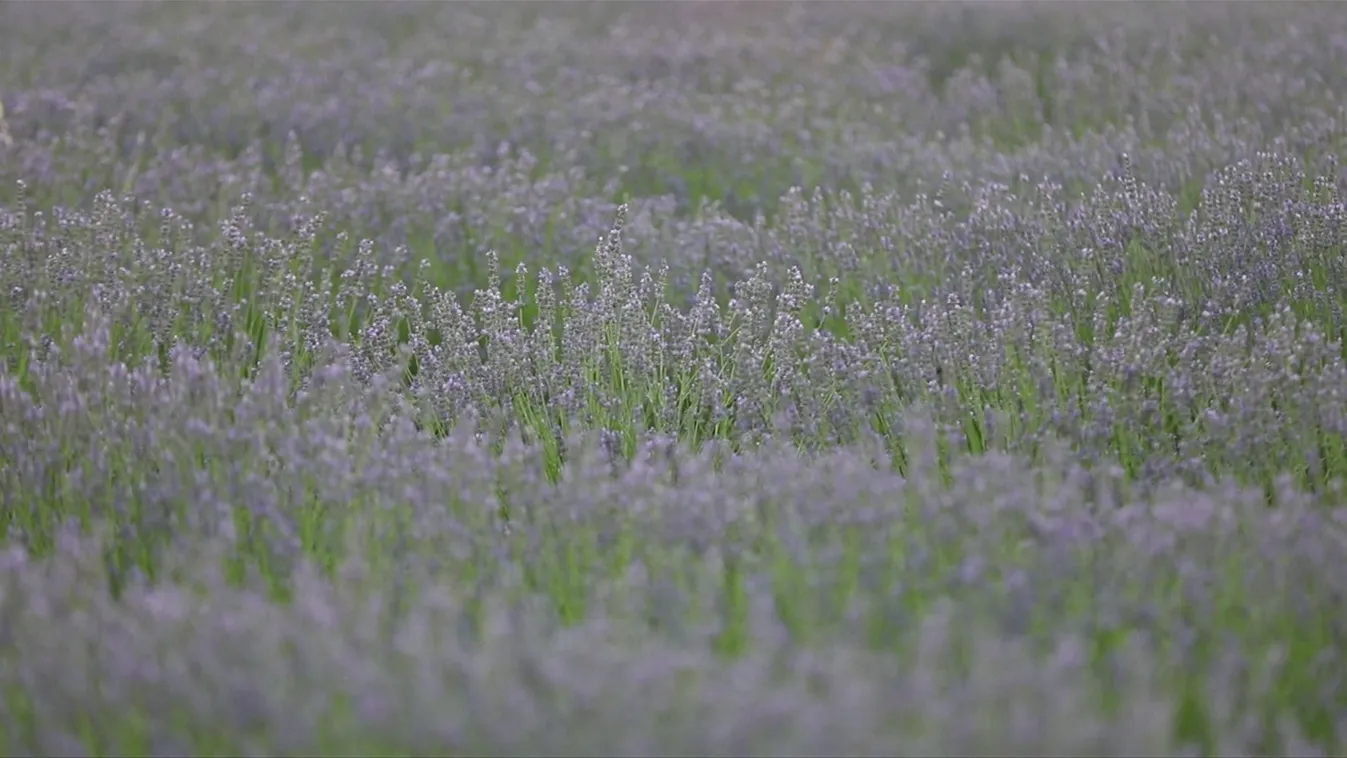 Veszélyesnek minősítené a levendulát egy uniós rendelet
