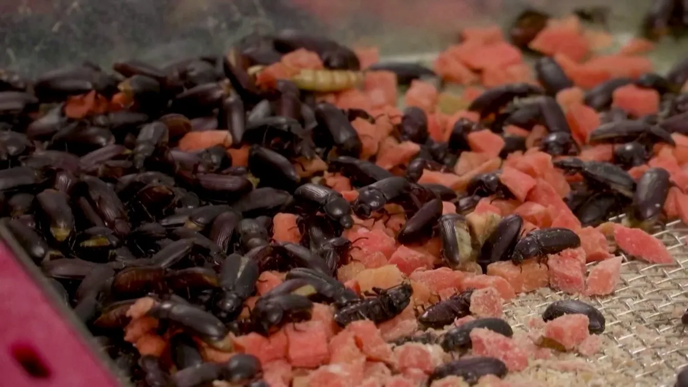 Európai Bizottság: Darált tücsköt, vádorsáskát és lisztkukacot keverhetnek az élelmiszerekbe