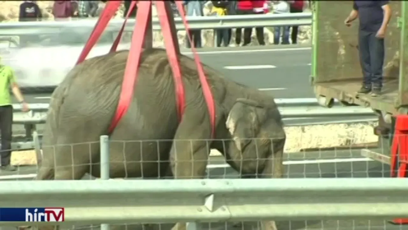 Autóbalesetben pusztult el egy elefánt Spanyolországban