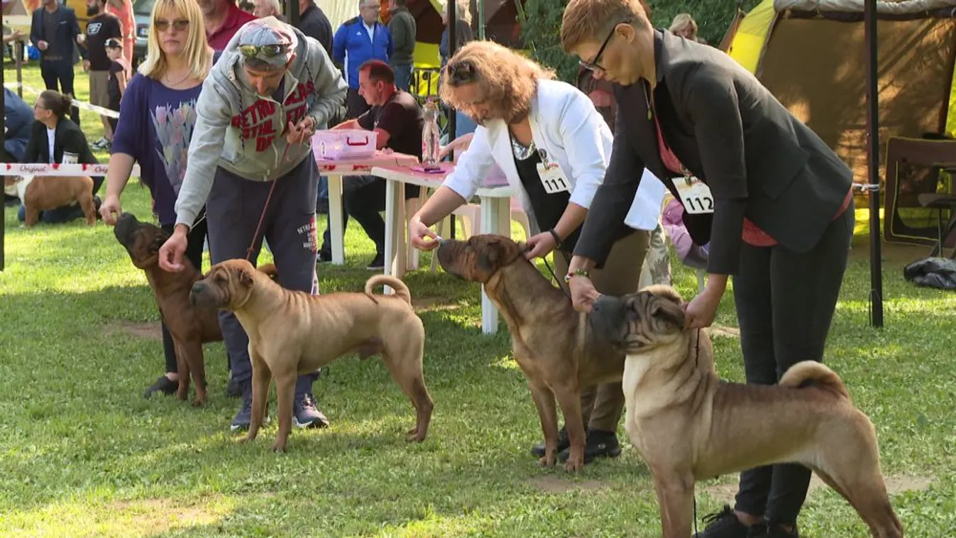Nemzetközi kutyakiállítás Zalaegerszegen