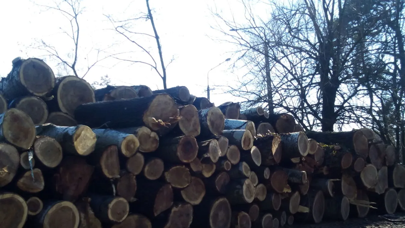 Több évszázados fákat vágnak ki a Tiborcz-közeli tulajdonosú fonyódi kempingnél