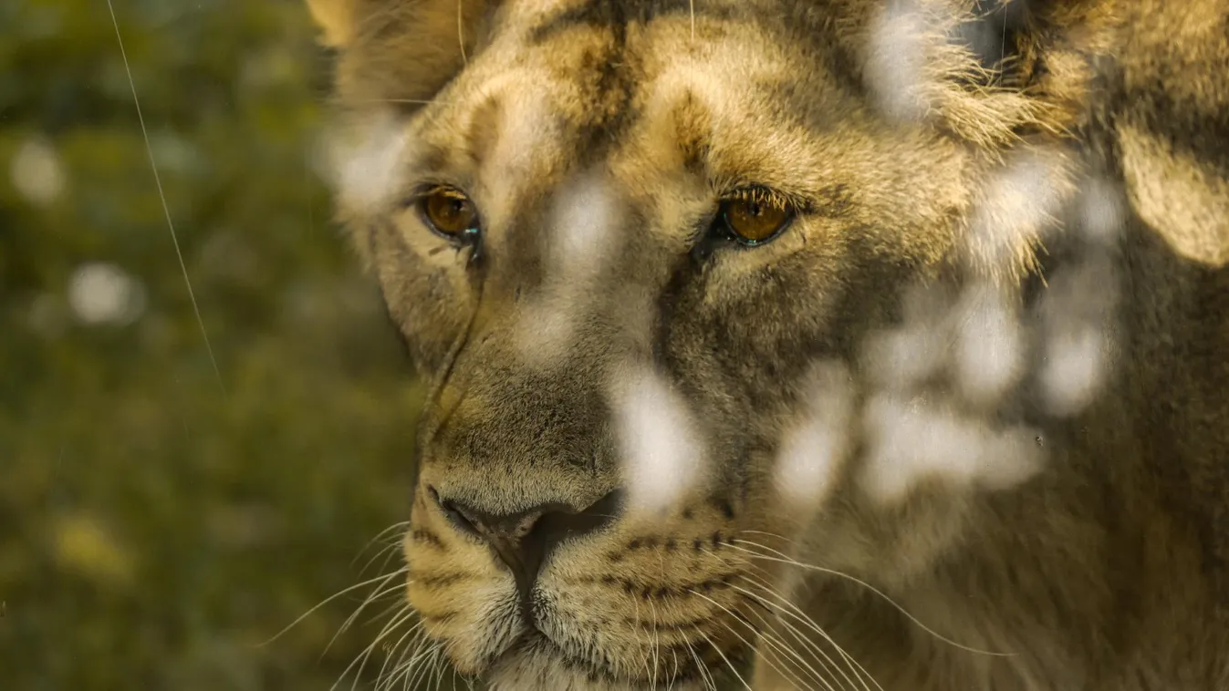 Oroszlán kóborol Berlinben + videó