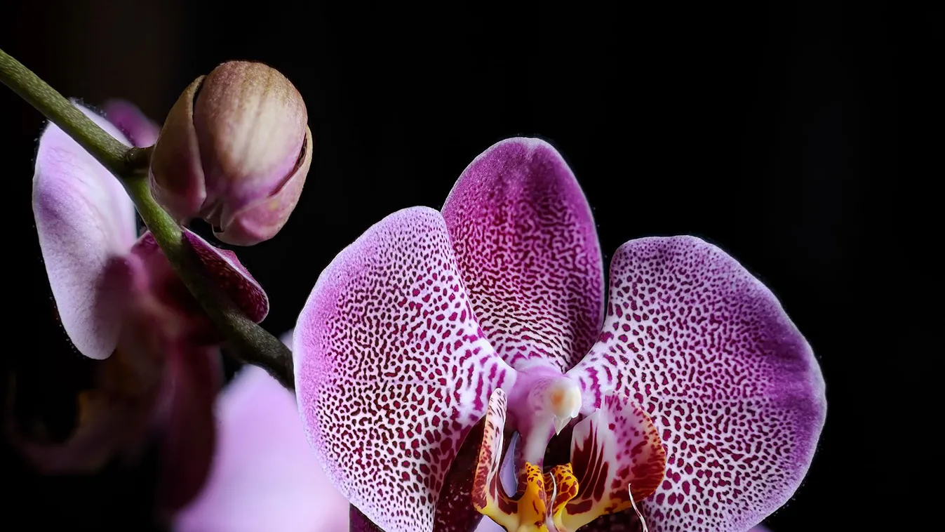 Még megtekinthető az orchidea- és broméliakiállítás