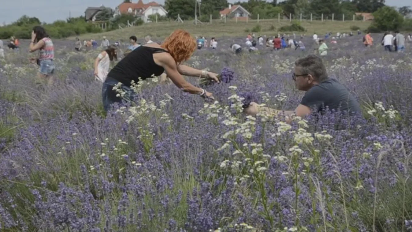 A levendula vonzza most a látogatókat a Balatonhoz