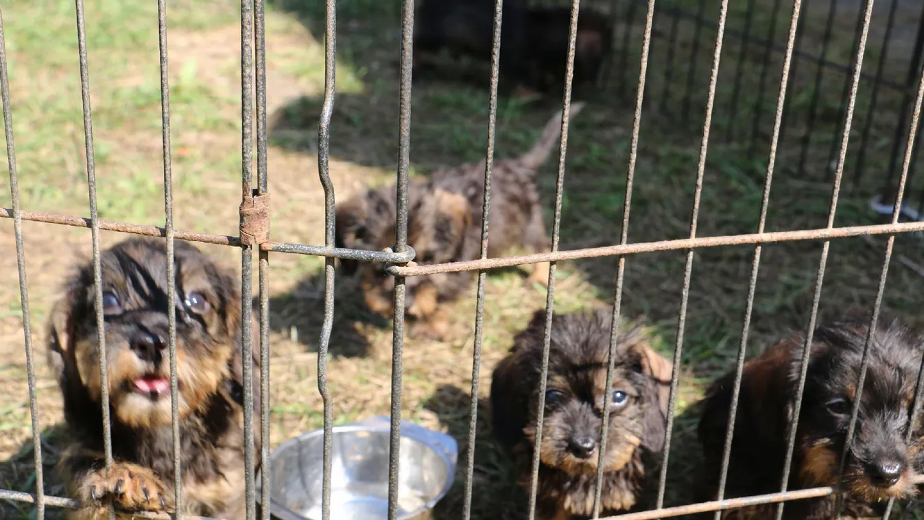 92 tacskót zsúfolt össze egy helyiségbe