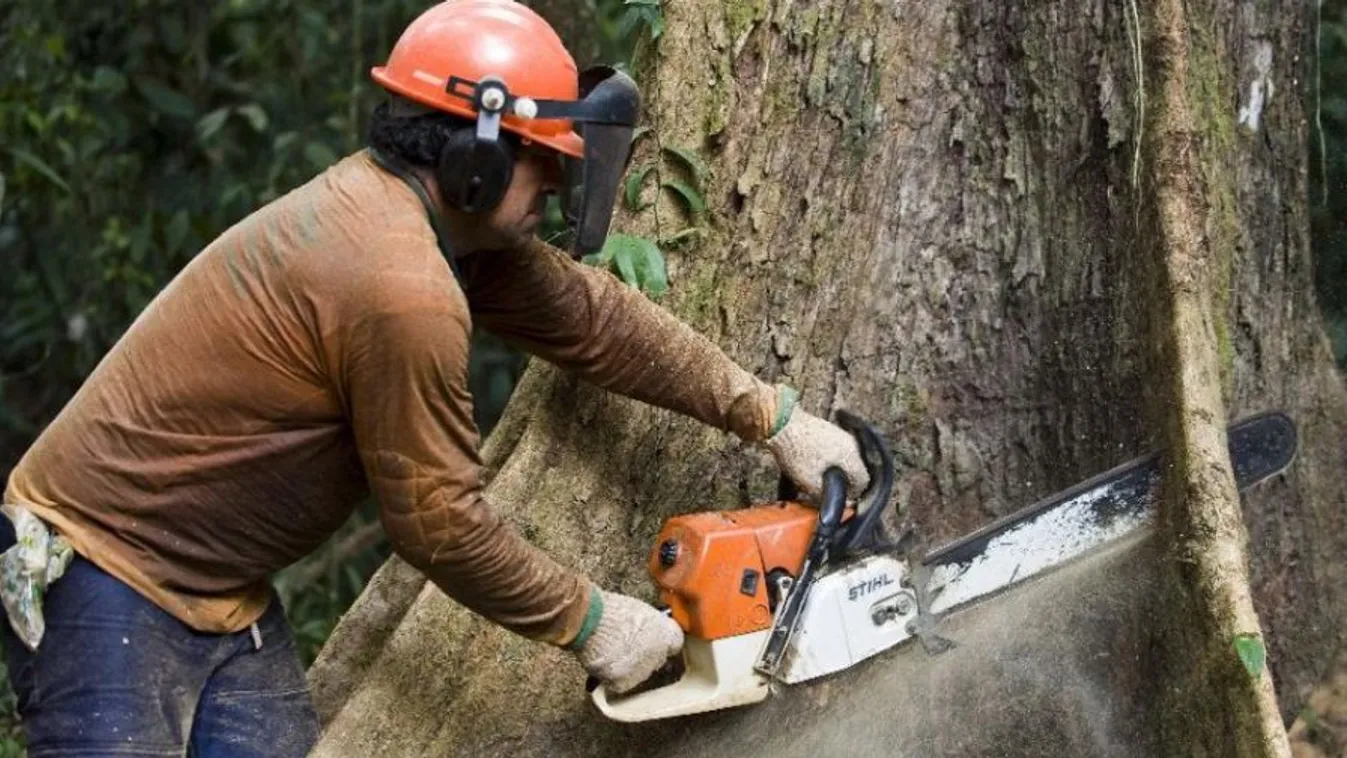 Törvénnyel védené a fákat az LMP