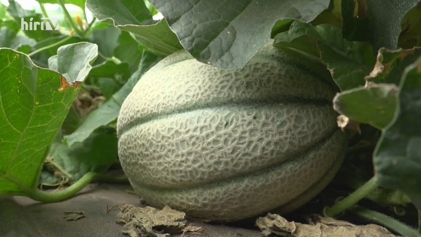 Soroló: Érik a sárgadinnye