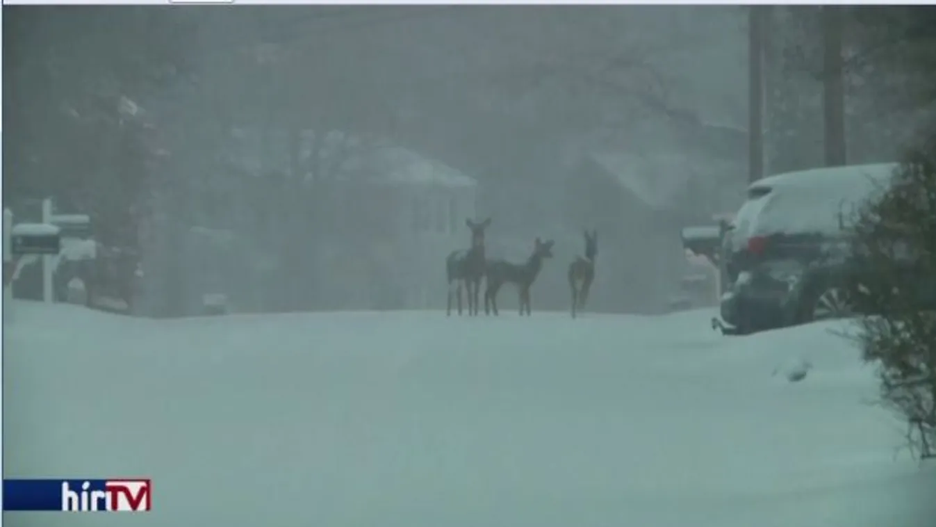 Meg kell néznie a Bambit, mert orvvadászott