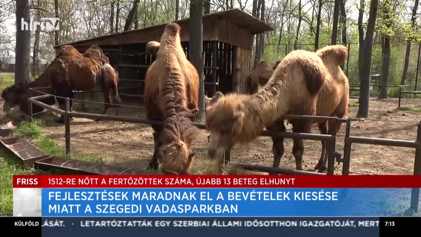 Árbevétel kiesés a Szegedi Vadasparkban