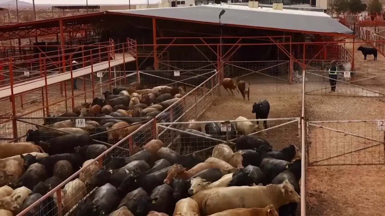 Radar – Gyógyíthatatlan állati kór: ragadós száj- és körömfájás  + videó