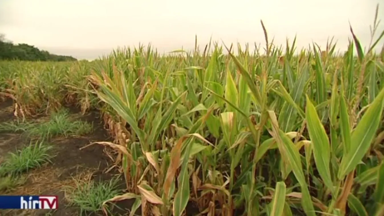 88 hektárnyi földet vett egy külföldi állampolgár