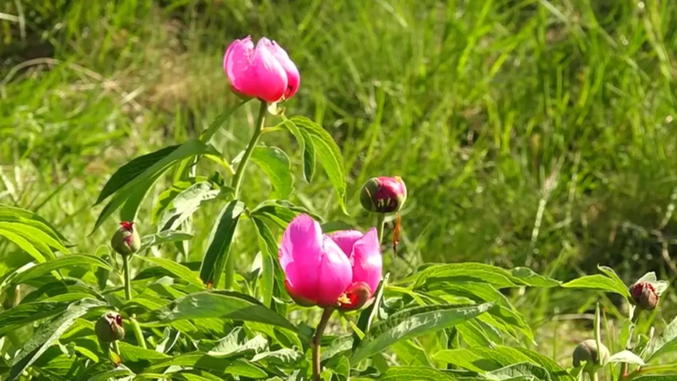 Bánáti Bazsarózsa Fesztivál – ritka növényt ünnepeltek a hétvégén
