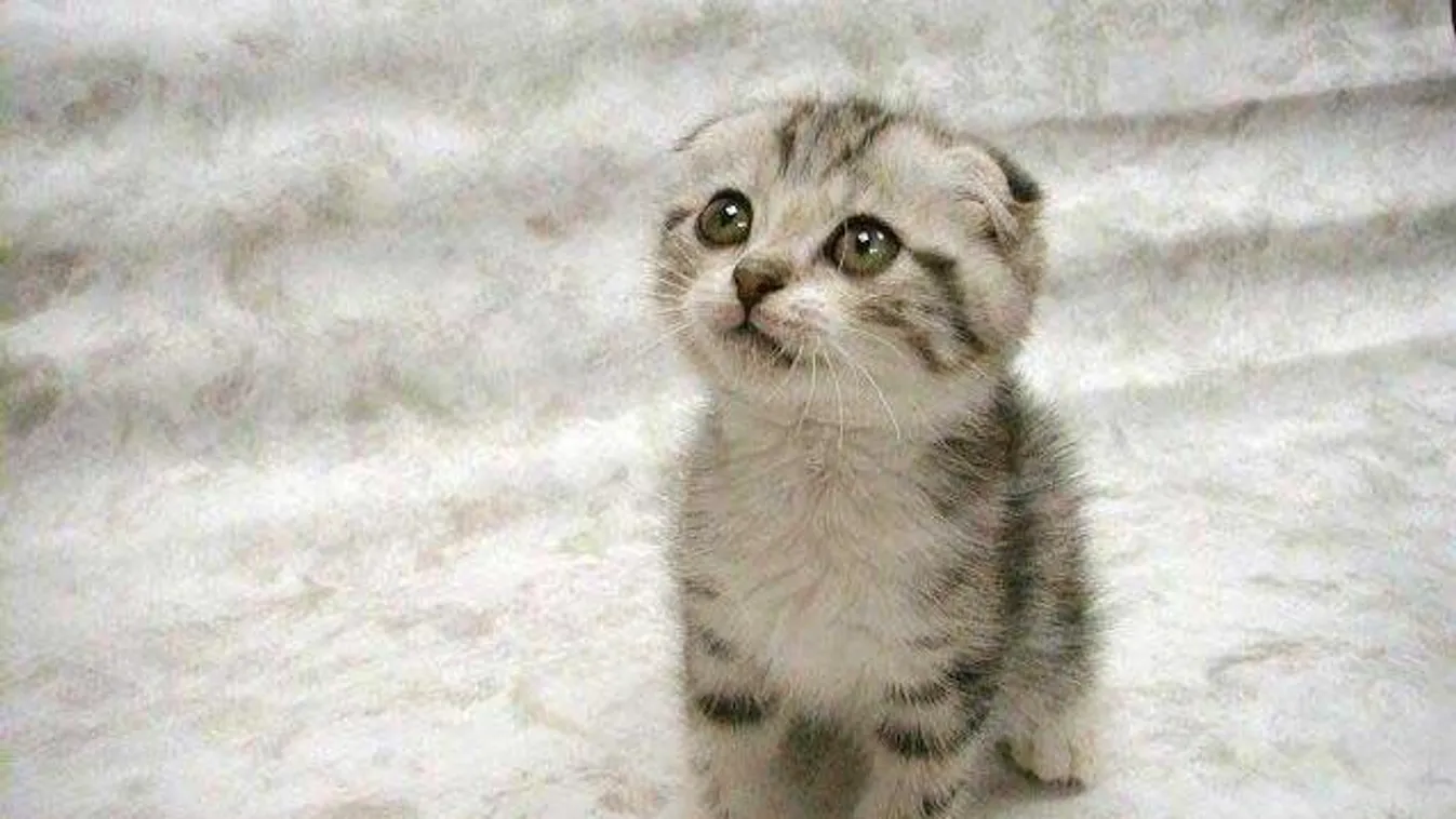 Rendőrök mentettek meg három, élve elásott kismacskát