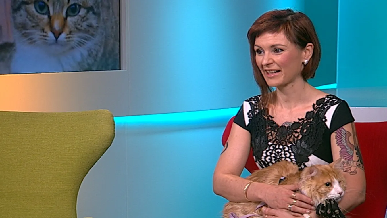 Szépségverseny sérült cicáknak