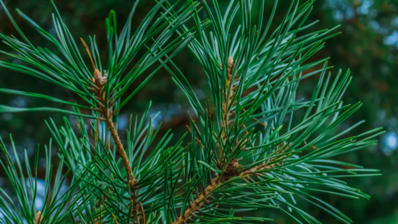 Szerdán kezdi gyűjteni a kidobott fenyőfákat Debrencen