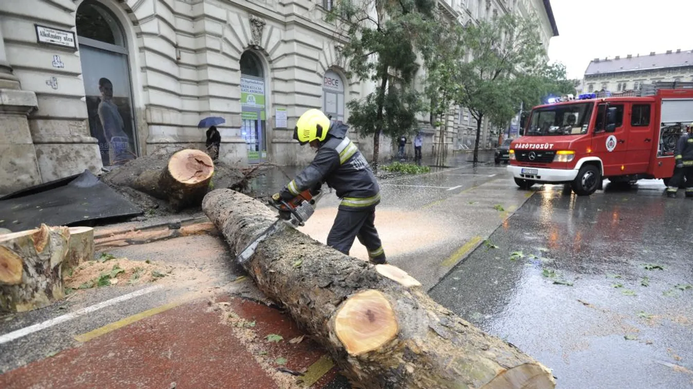 A Főkert felelt a kidőlt fáért