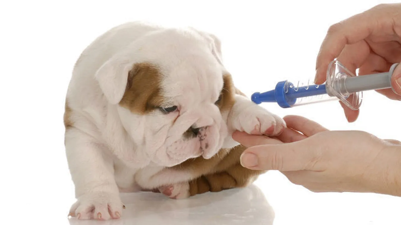 Monoron épül az állatgyógyszergyár