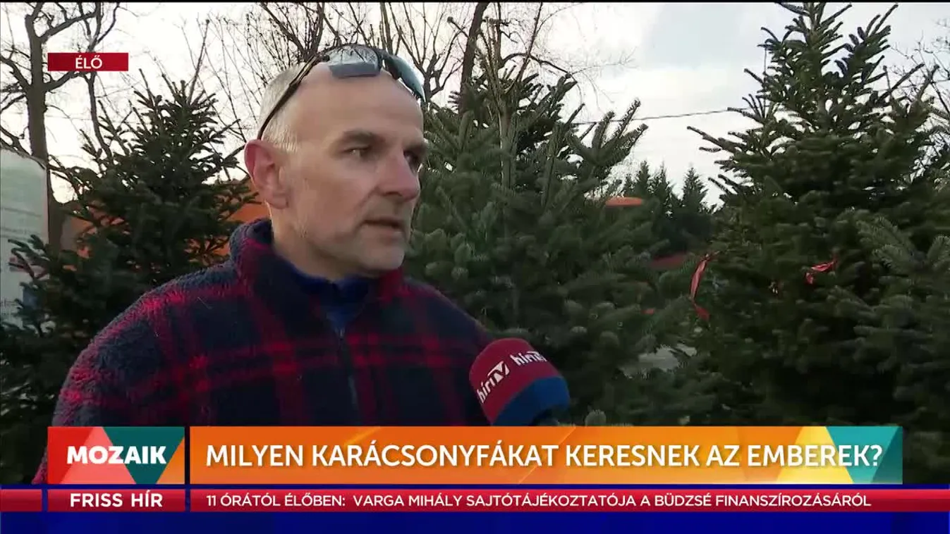 Mozaik - Milyen karácsonyfákat keresnek az emberek?