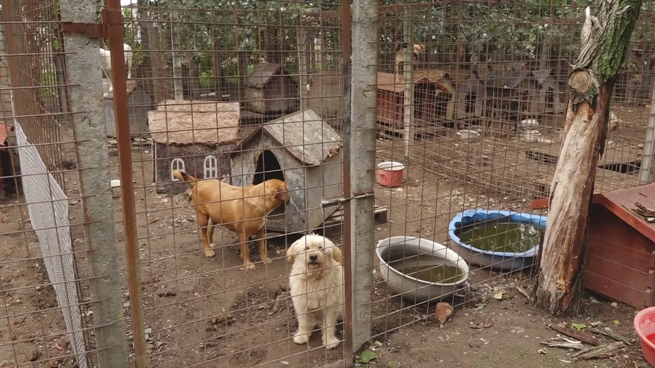 Adományokat gyűjt a szekszárdi kutyamenhely