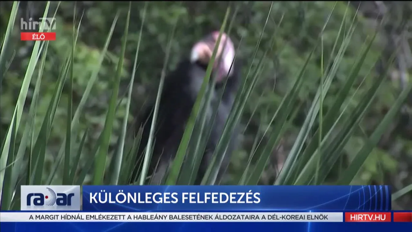 Radar: Szűznemzéssel is képes szaporodni a kaliforniai kondor