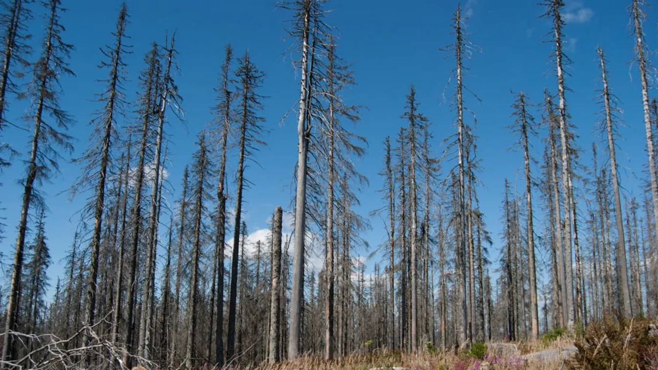 Több milliárd euró kár keletkezett a német erdőkben