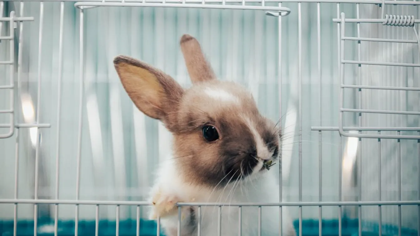 A felelős nyúltartásra hívja fel a figyelmet a fővárosi állatkert
