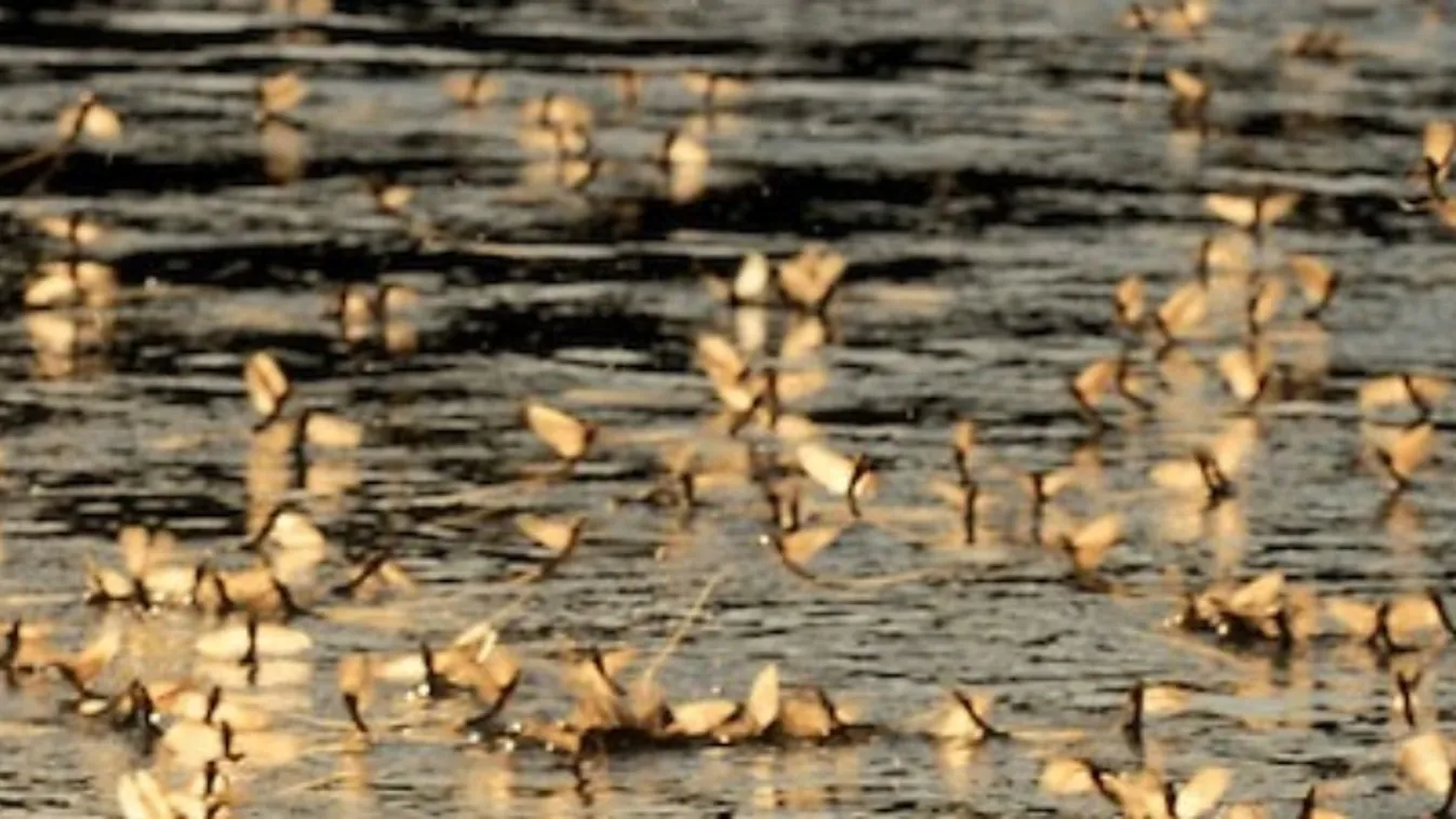 A kérészek látását tanulmányozták az ELTE kutatói
