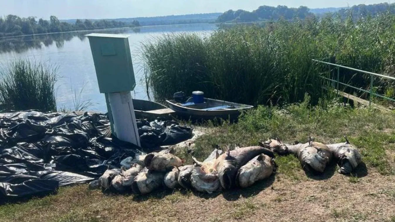 Megrázó látvány: tömegével pusztultak el a hatalmas halak a Kis-Balatonon + videó