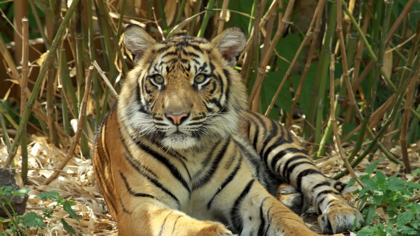 Borzalmas halált halt egy tigris és két kölyke