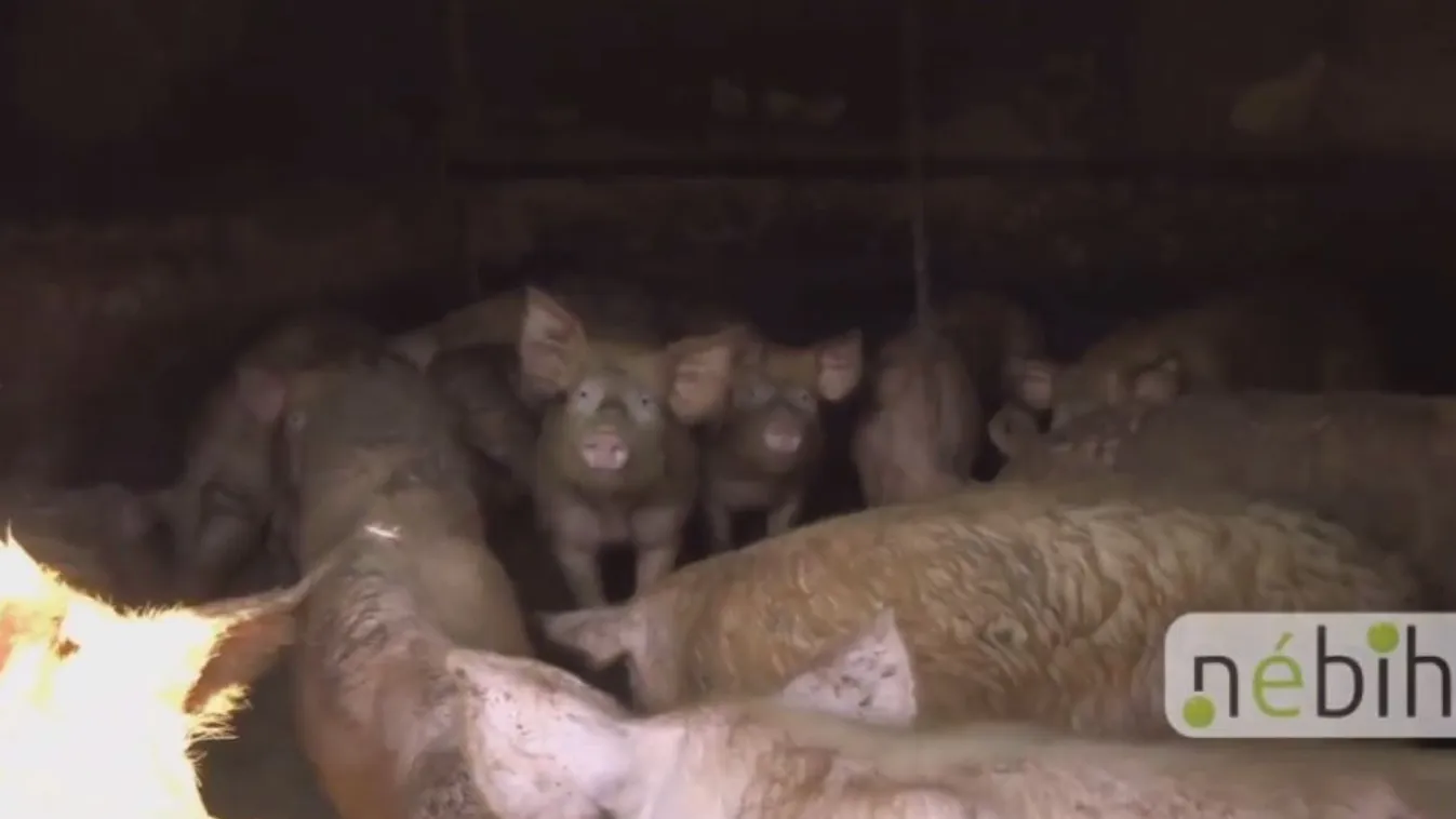 Szabályellenesen kaptak moslékot a malacok