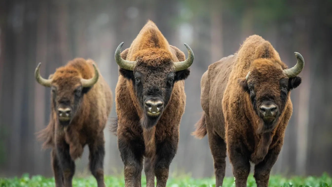Fenyegeti az európai bölények állományát a lengyel határkerítés Fehéroroszország szerint