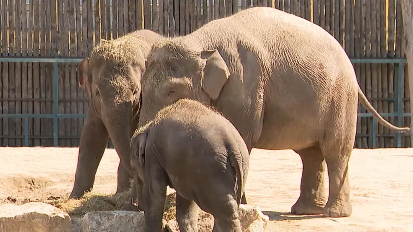 Kétéves lett Samu, a budapesti állatkert legkisebb elefántja