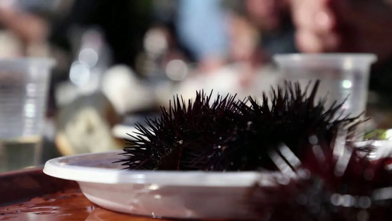 Radar - Tengeri sün halászati tilalmat vezettek be Szardínián