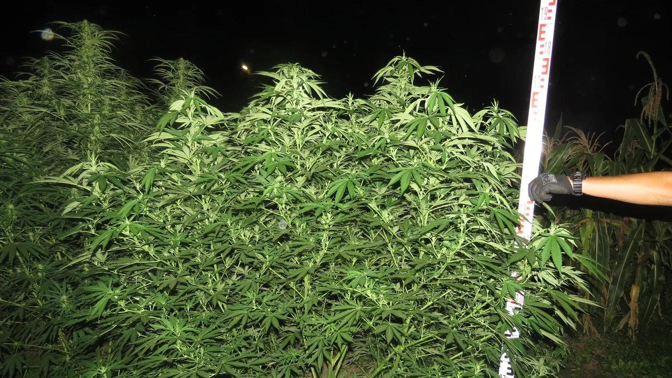 Vádat emelnek a drogtermesztő ellen