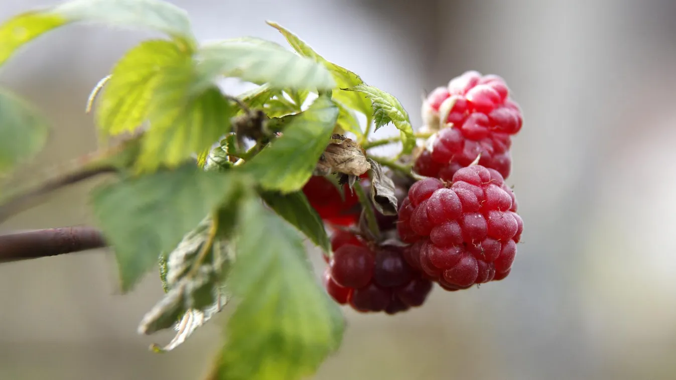A málnásokat még a közmunka is sújtja