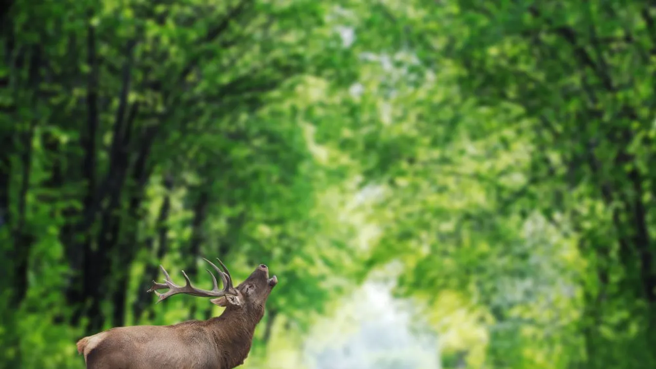 Vezetett túrákon hallgatható a szarvasbőgés a Pilisi Parkerdőben