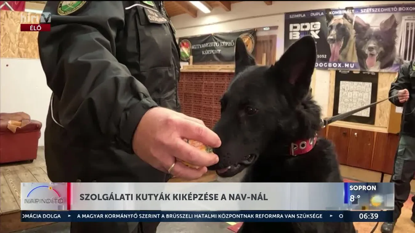 A NAV négylábú szuperegysége – Így képzik a Vám- és Pénzügyőrség kutyáit! + videó