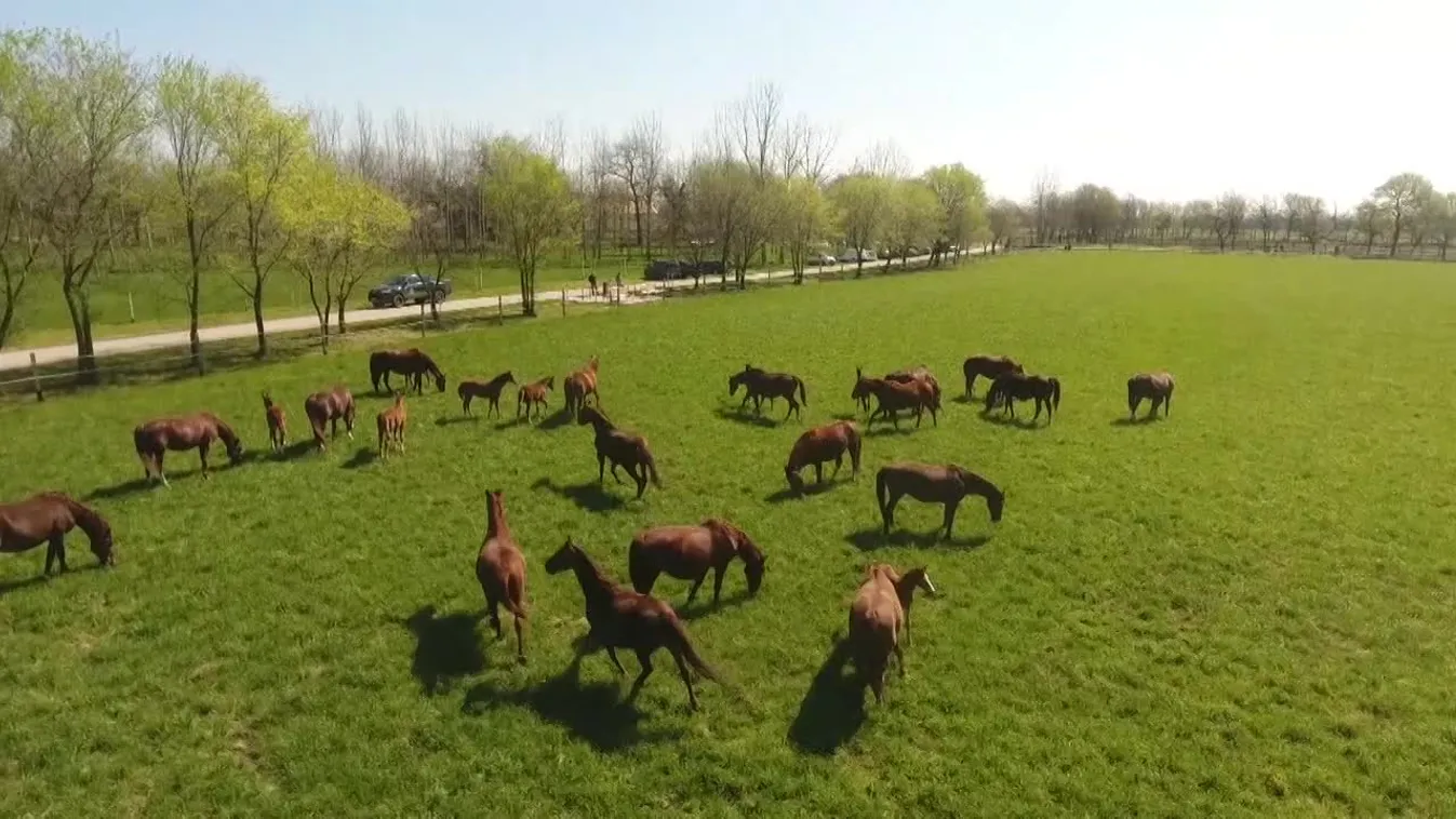 Soroló: Újraindult a gidrán ménes tenyésztése Mezőhegyesen