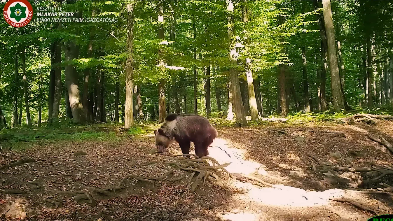 Radar - A bükki medve nyomában