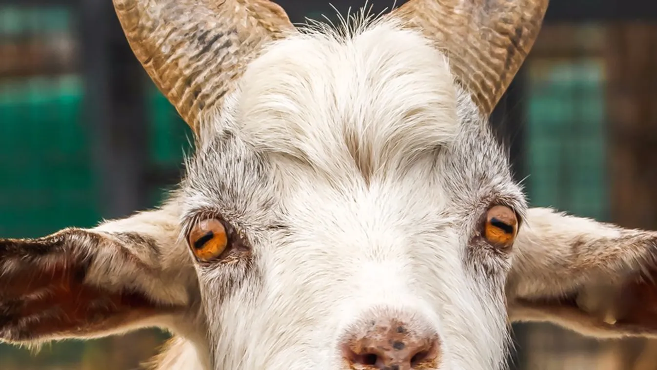 Kétemelet mélyen, sötétben, saját ürülékében él több mint 100 kecske Érden