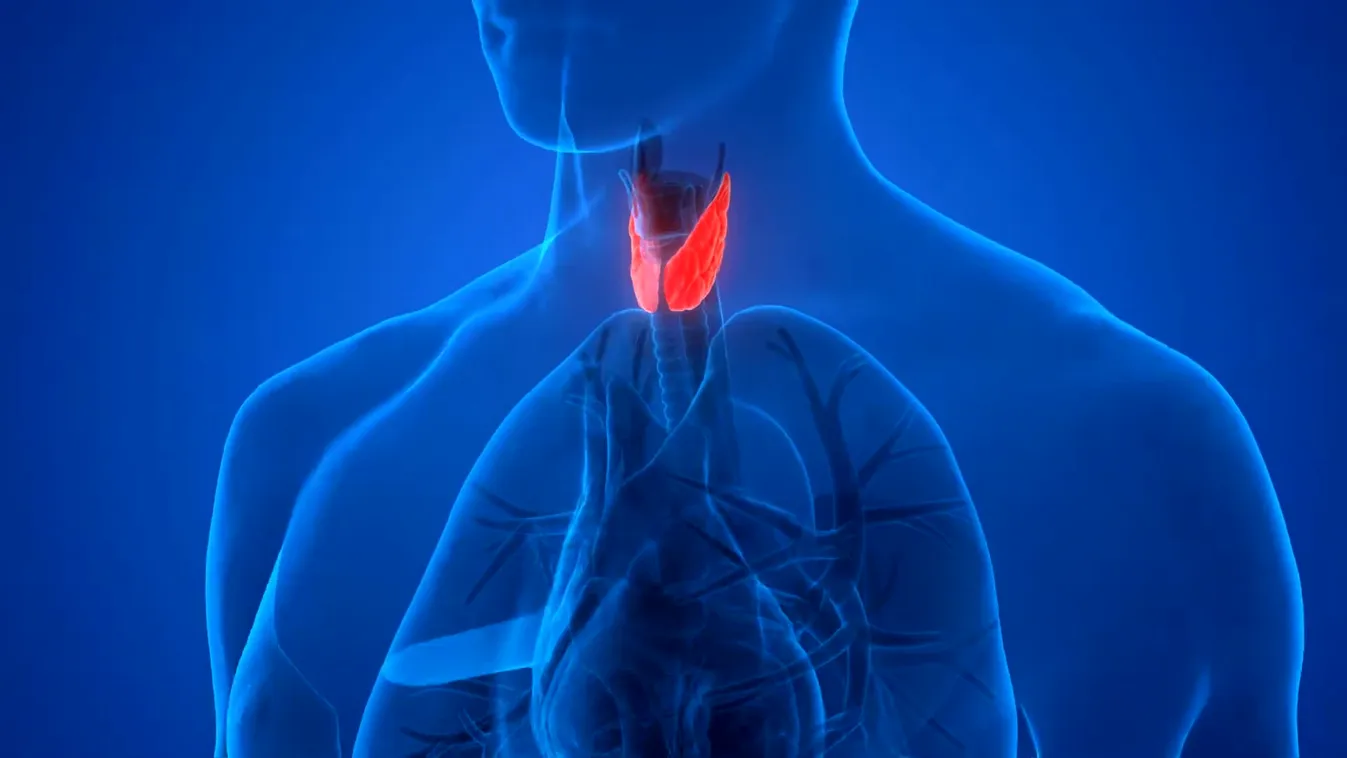 Radar -  A pajzsmirigy betegségei + videó