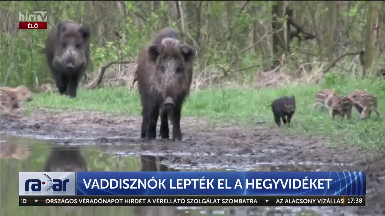 Már a gyereket sem merem kiengedni – Rettegnek a budai lakosok a vaddisznóktól + videó