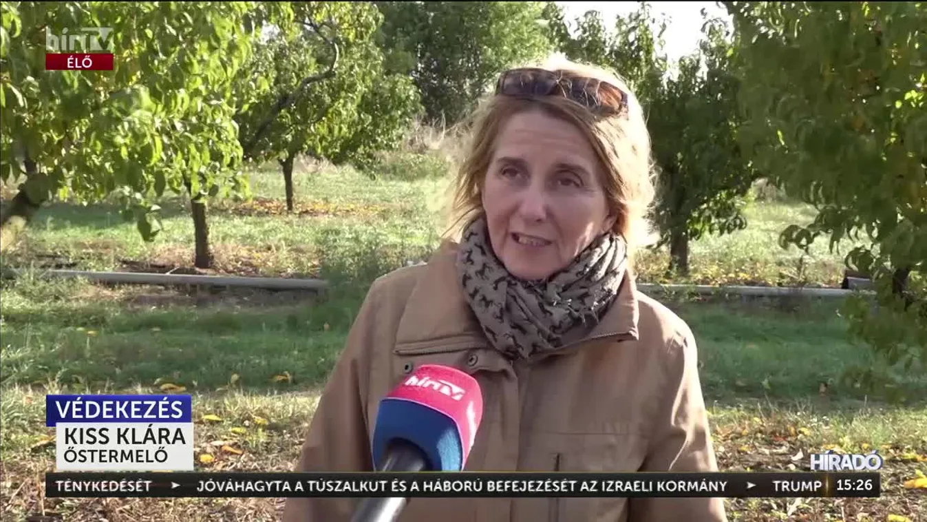 A hajdúszoboszlói gyümölcsösben is megjelentek a mezei pockok + videó