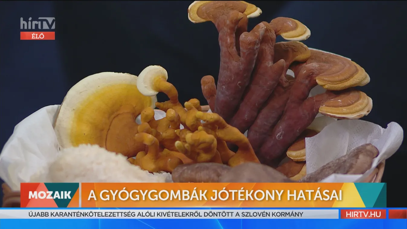 Mozaik - A gyógygombák jótékony hatásai