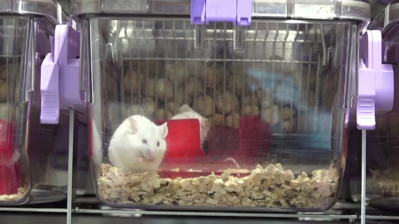 Svájc betilthatja az állatkísérleteket