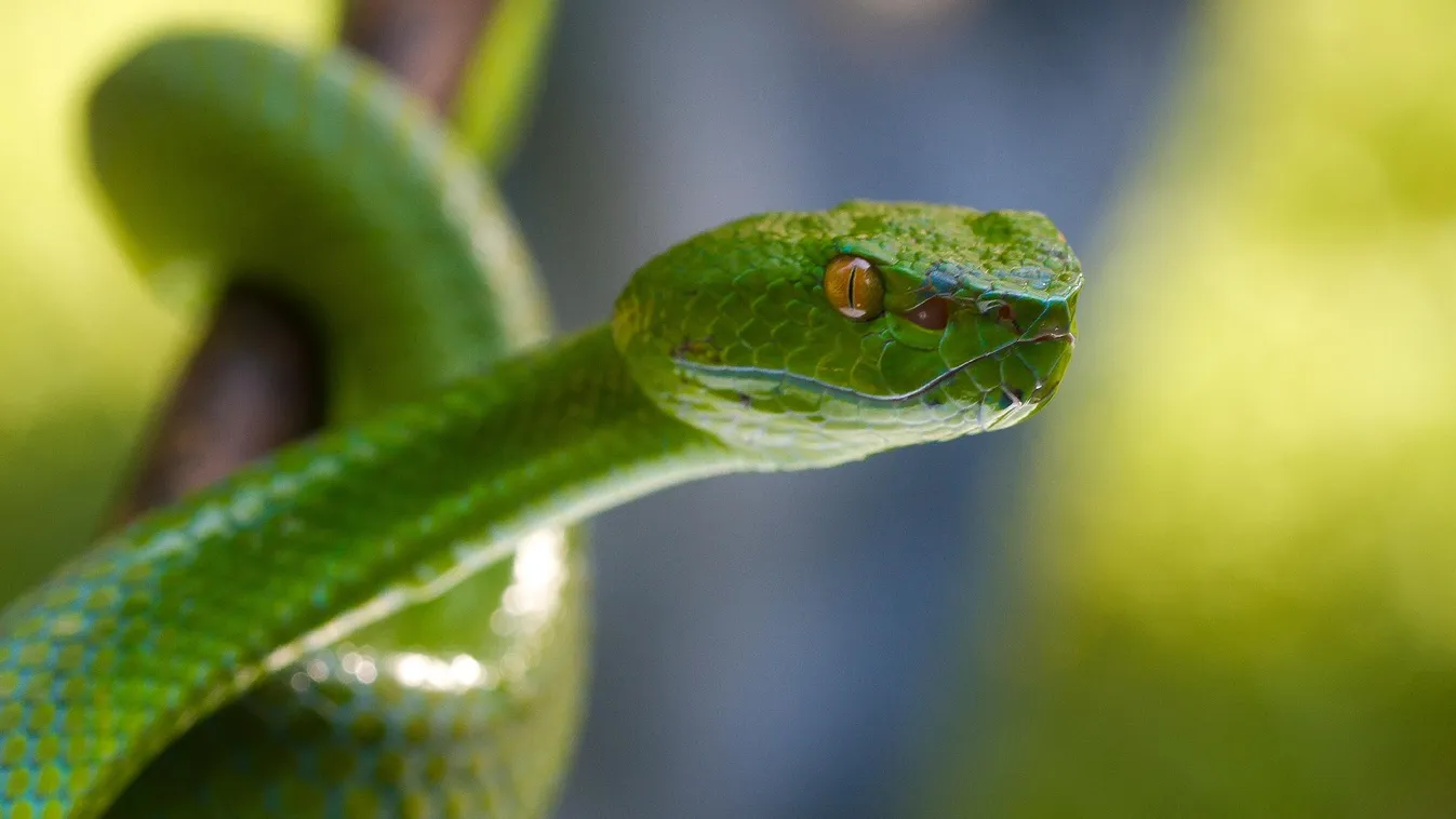 Kígyók a fedélzeten