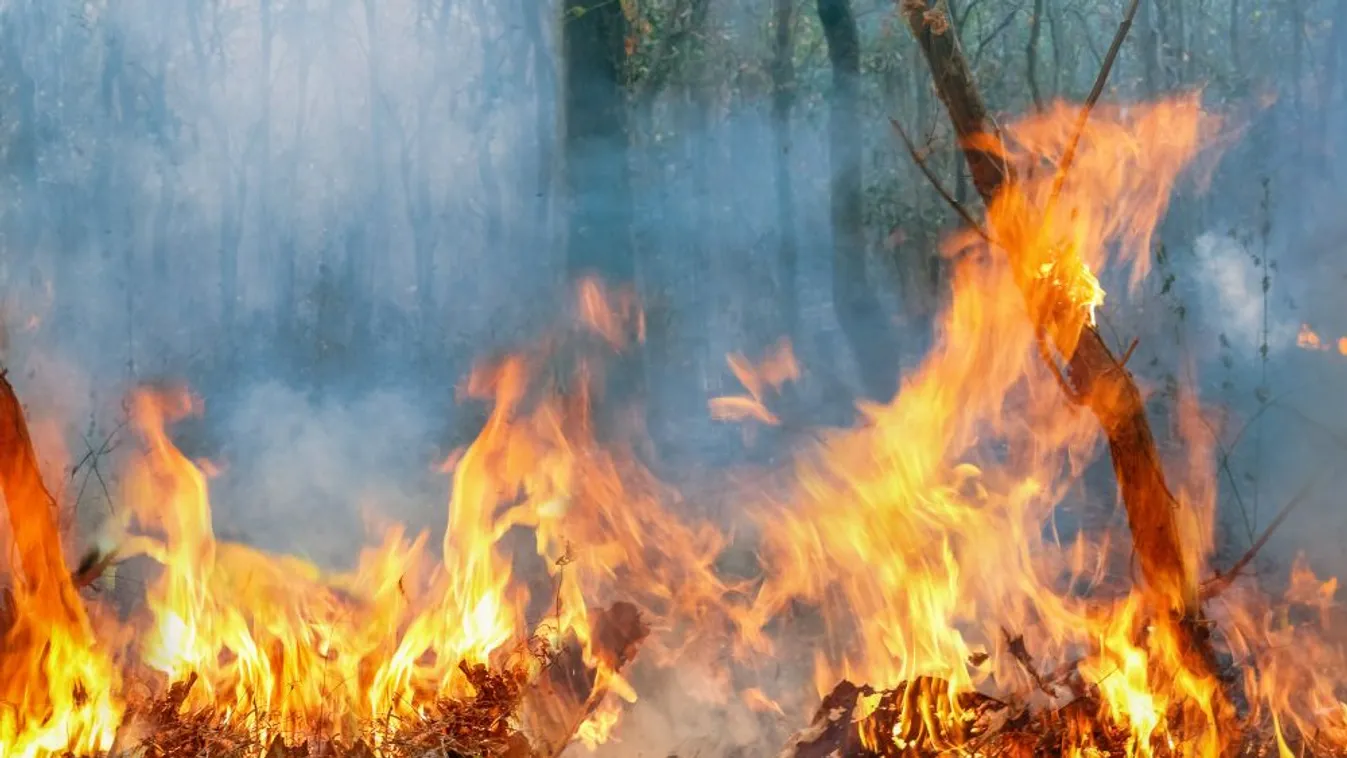 Ég az erdő Budaörsön